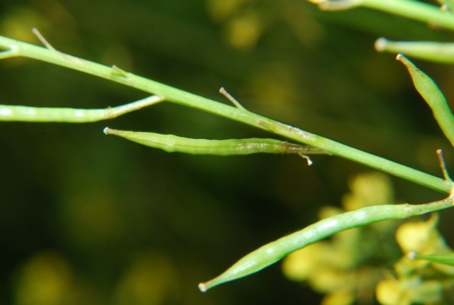 Brassica nigra